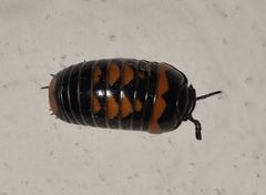 Glomeris pulchra