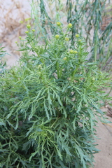 Jacobaea schischkiniana