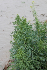 Jacobaea schischkiniana