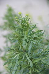 Jacobaea schischkiniana