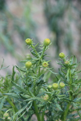 Jacobaea schischkiniana