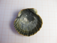 Flexopecten glaber ponticus