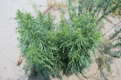 Jacobaea schischkiniana