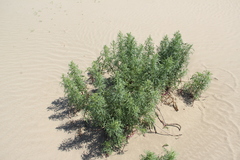 Jacobaea schischkiniana