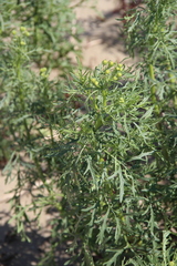 Jacobaea schischkiniana