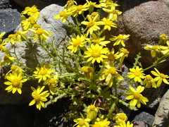 Senecio leucanthemifolius caucasicus