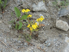 Senecio leucanthemifolius caucasicus