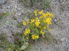 Senecio leucanthemifolius caucasicus