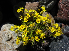 Senecio leucanthemifolius caucasicus
