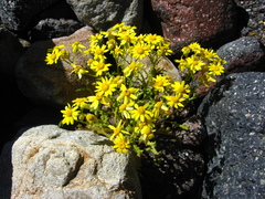 Senecio leucanthemifolius caucasicus