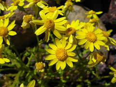 Senecio leucanthemifolius caucasicus