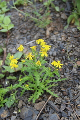 Senecio leucanthemifolius caucasicus