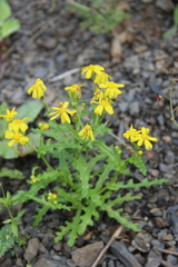 Senecio leucanthemifolius caucasicus