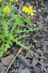 Senecio leucanthemifolius caucasicus
