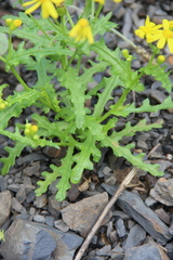 Senecio leucanthemifolius caucasicus