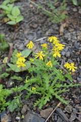 Senecio leucanthemifolius caucasicus