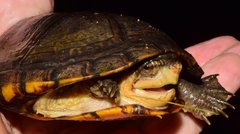 Kinosternon chimalhuaca