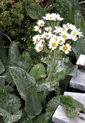 Senecio smithii