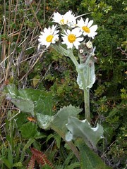 Senecio smithii