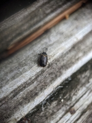 Microtheca ochroloma