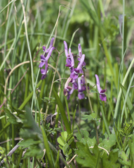 Corydalis decumbens