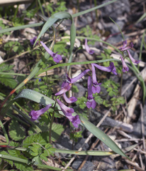 Corydalis decumbens