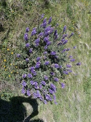 Lupinus albifrons
