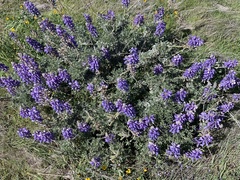 Lupinus albifrons