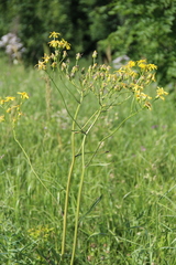 Tephroseris cladobotrys subfloccosa