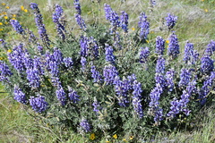 Lupinus albifrons