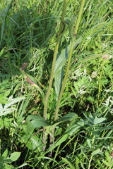 Tephroseris cladobotrys subfloccosa