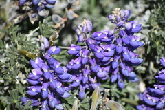 Lupinus albifrons