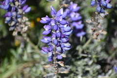 Lupinus albifrons
