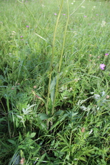 Tephroseris cladobotrys subfloccosa