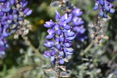 Lupinus albifrons