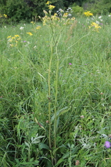 Tephroseris cladobotrys subfloccosa