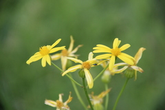 Tephroseris cladobotrys subfloccosa