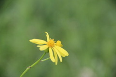 Tephroseris cladobotrys subfloccosa