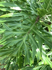 Thaumatophyllum bipinnatifidum