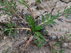 Matricaria discoidea