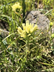 Castilleja affinis neglecta