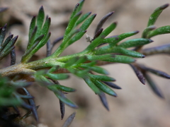 Matricaria discoidea