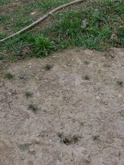 Matricaria discoidea