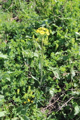 Tephroseris cladobotrys subfloccosa