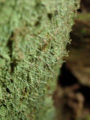 Chaenotheca furfuracea