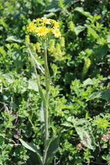 Tephroseris cladobotrys subfloccosa