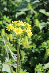 Tephroseris cladobotrys subfloccosa