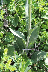 Tephroseris cladobotrys subfloccosa