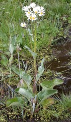 Senecio smithii