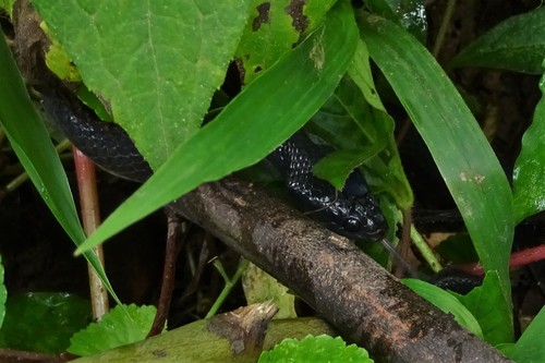 Red-lipped Snake
